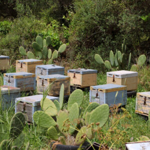 Κυψέλες πλησίον Ι. Μ. Αγ. Αντωνίου Φραρώ