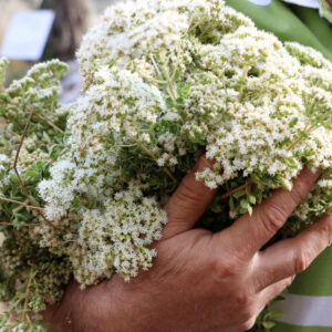 Φρέσκια ρίγανη απ' την Ι. Μ. Αγ. Ονουφρίου